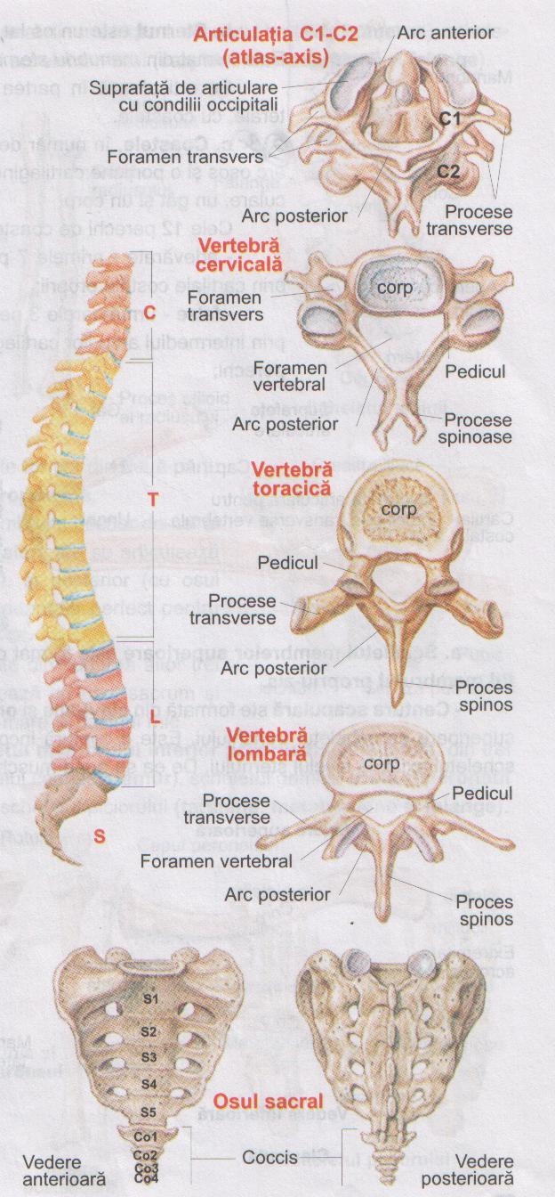 Sistemul nervos central - creierul, sinusurile frontale, coloana vertebrala, ceafa, plexul solar